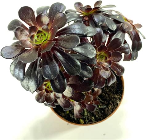 aeonium schwarz|aeonium schwarzkopf plant.